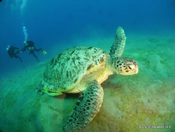 Lulu is back in town
Giant green sea turtle @ Naama bay by Adolfo Maciocco 